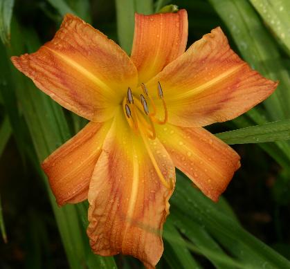 best of Occassion daylily Asian