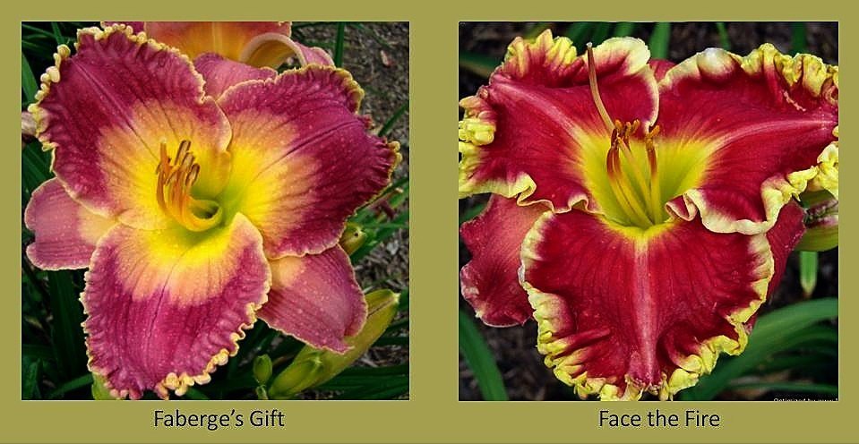 best of Occassion daylily Asian