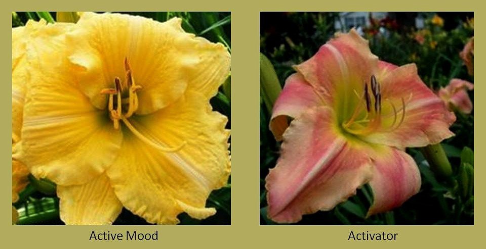 best of Occassion daylily Asian