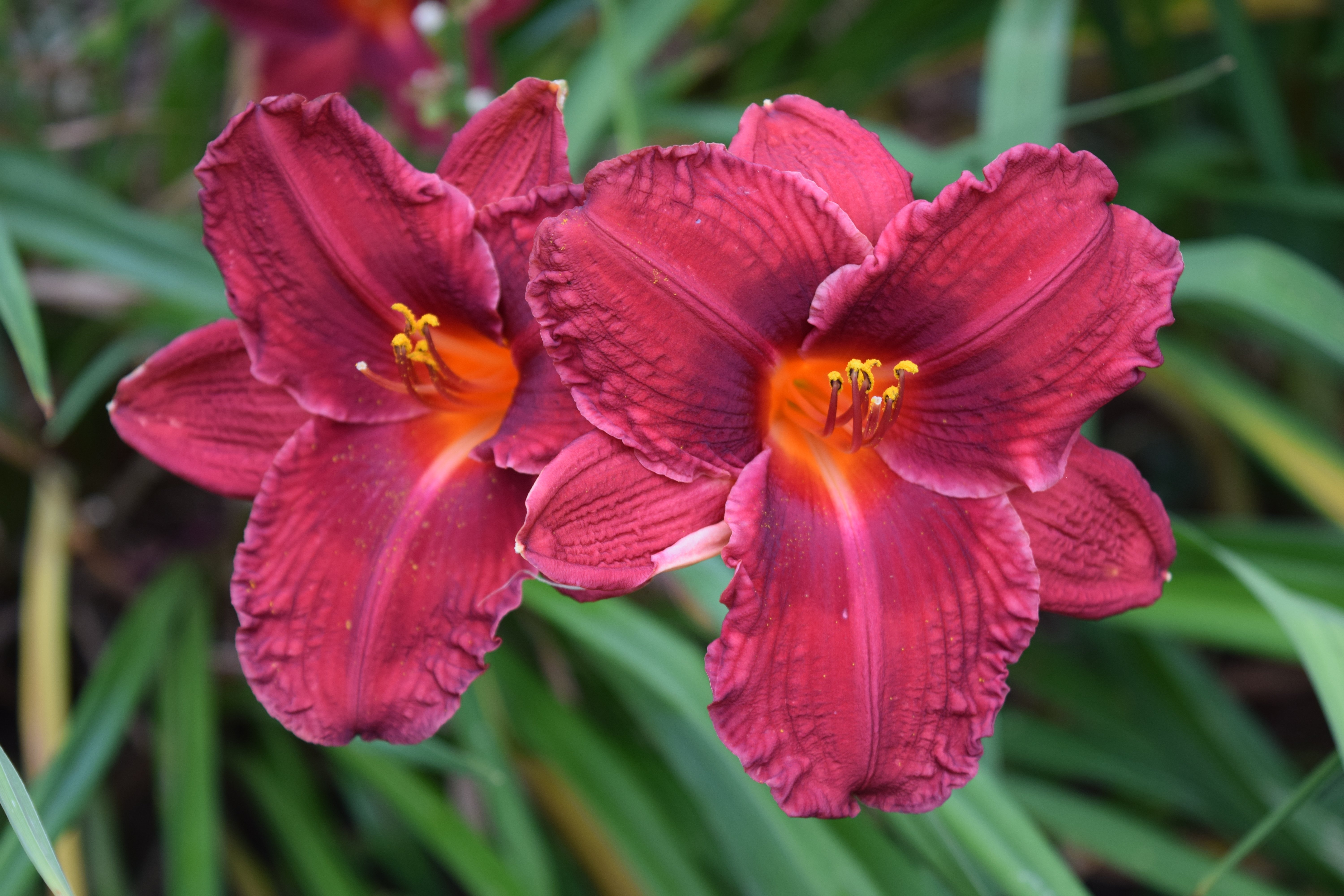 Asian occassion daylily